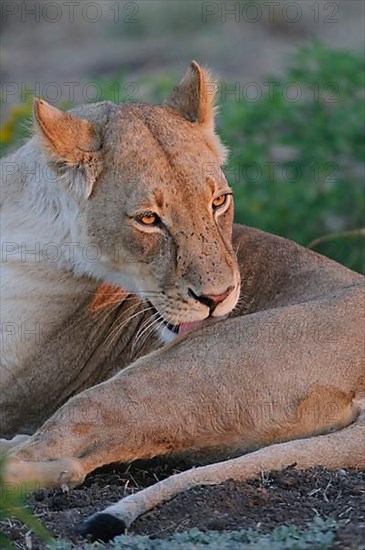 African Lion Niche Lion niche lion