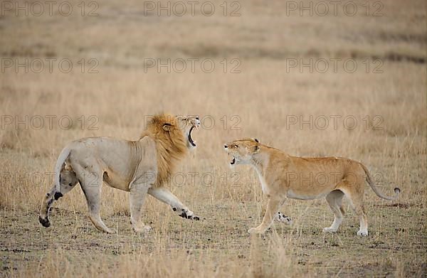 African Lion Niche Lion Niche lions