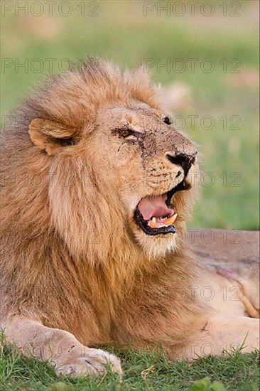 African Lion Niche Lion niche lions