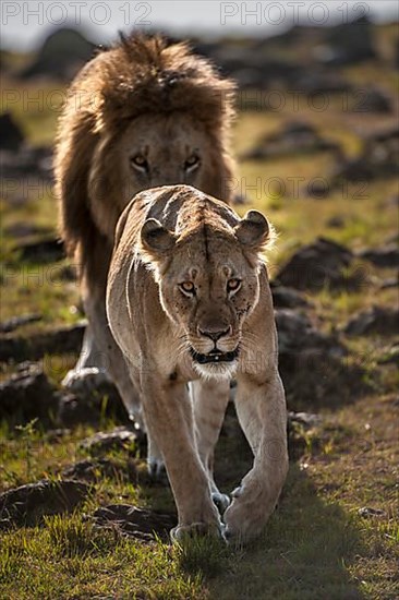 Lion