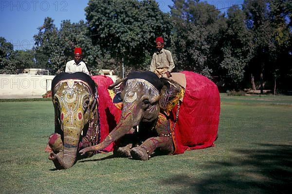 Asian elephant