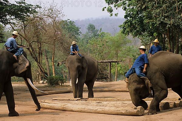 Asian Elephant