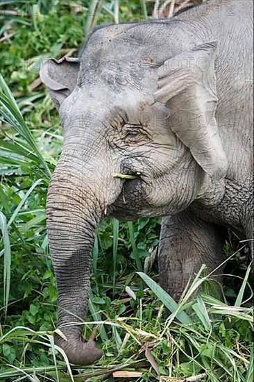 Bornean dwarf elephant