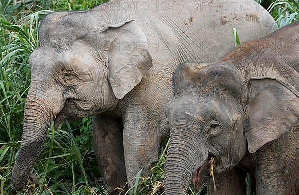 Bornean dwarf elephant