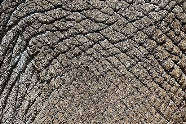 Asian elephant
