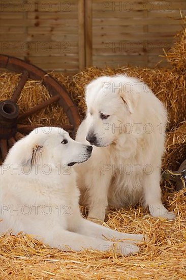 Pyrenean Mountain Dogs