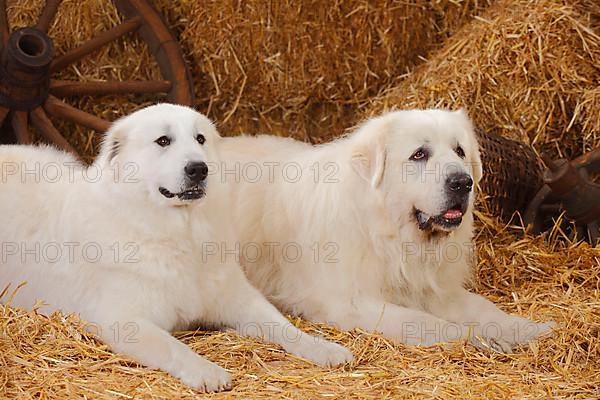 Pyrenean Mountain Dogs