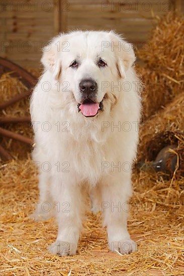 Pyrenean Mountain Dog