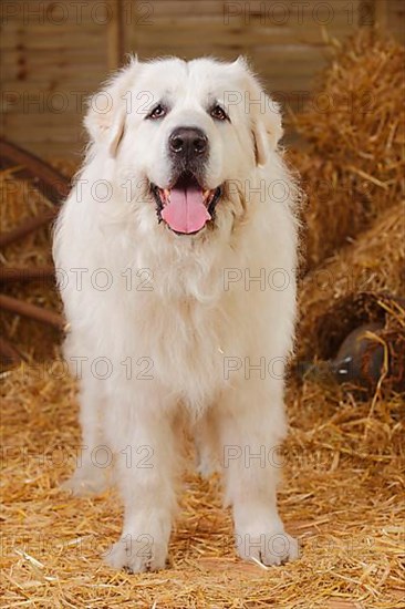 Pyrenean Mountain Dog