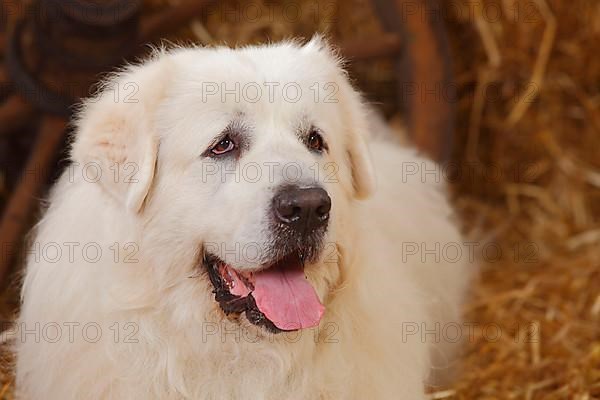 Pyrenean Mountain Dog