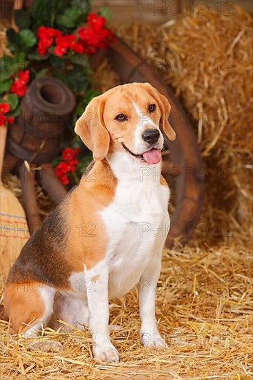 Beagle