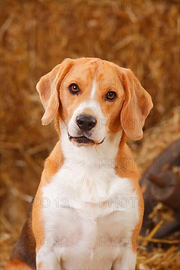 Beagle