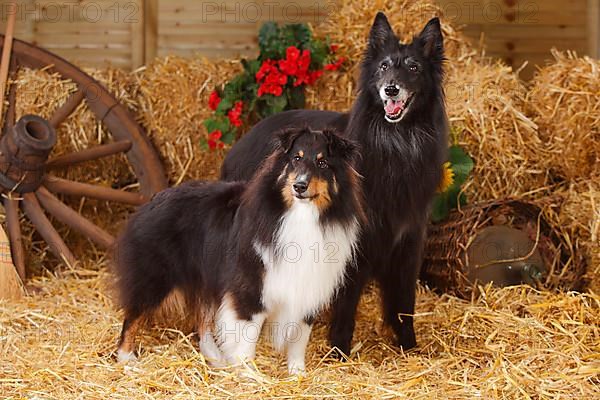 Sheltie