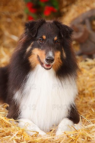 Sheltie