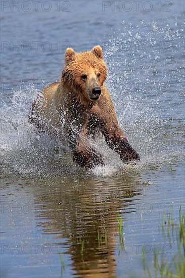 Grizzly Bear