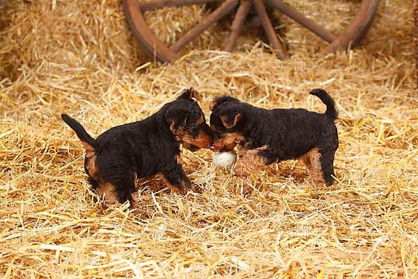 Welsh Terrier