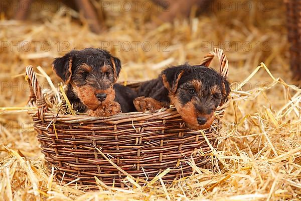 Welsh Terrier