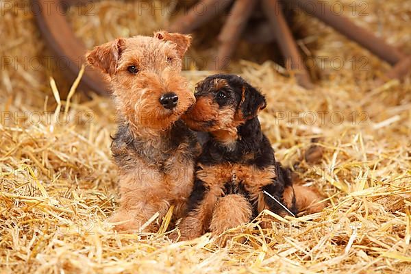 Welsh Terrier