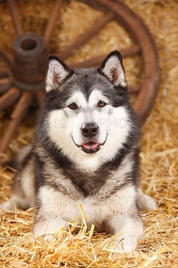 Alaskan Malamute