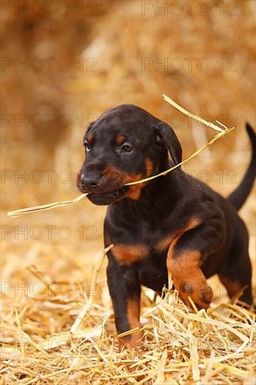 Doberman Pinscher