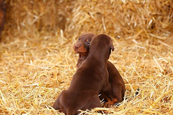 Doberman Pinscher