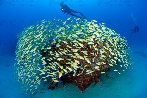 Diver