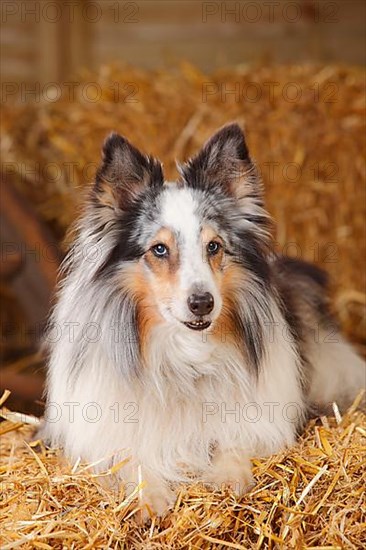 Sheltie