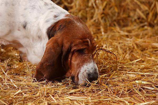 Basset Hound