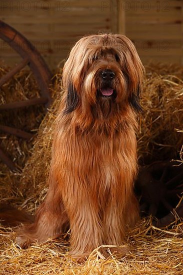 Briard