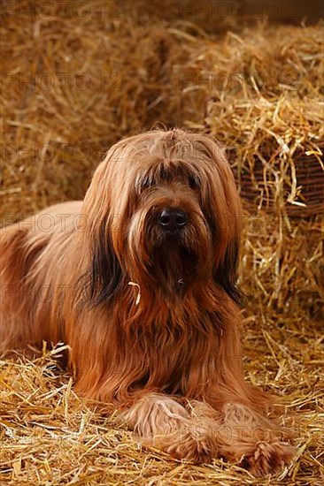Briard