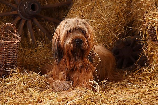 Briard