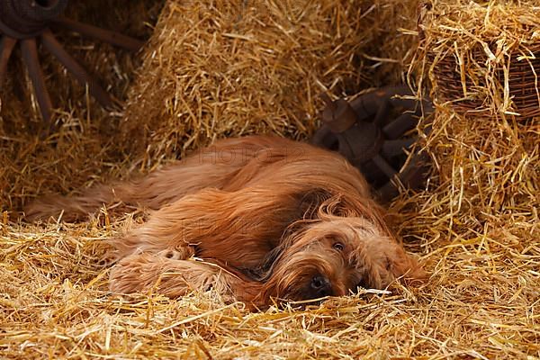 Briard