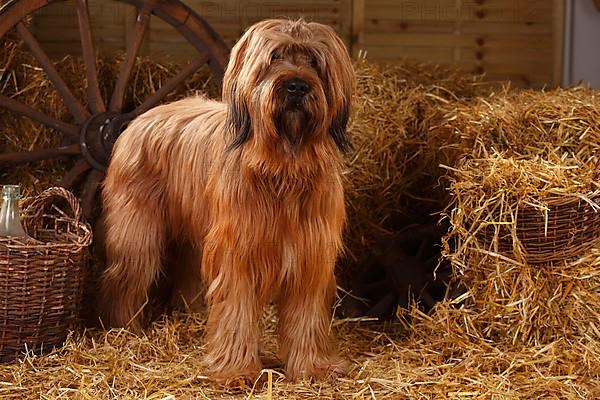 Briard