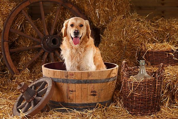 Golden Retriever