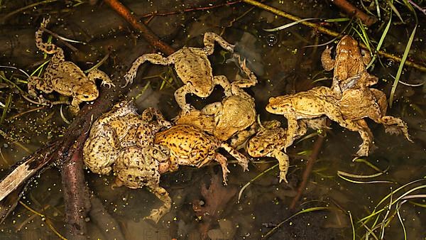 Common toads