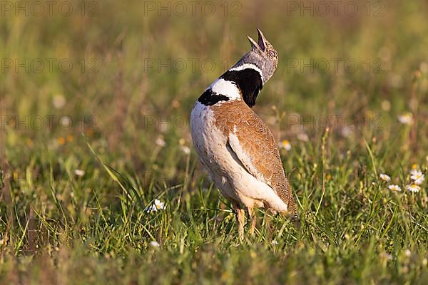 Little Bustard