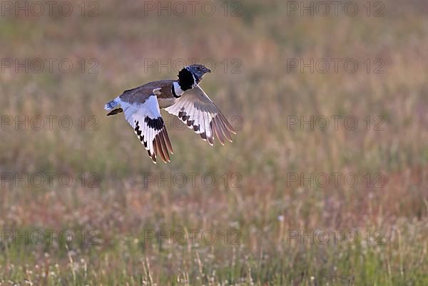 Little Bustard