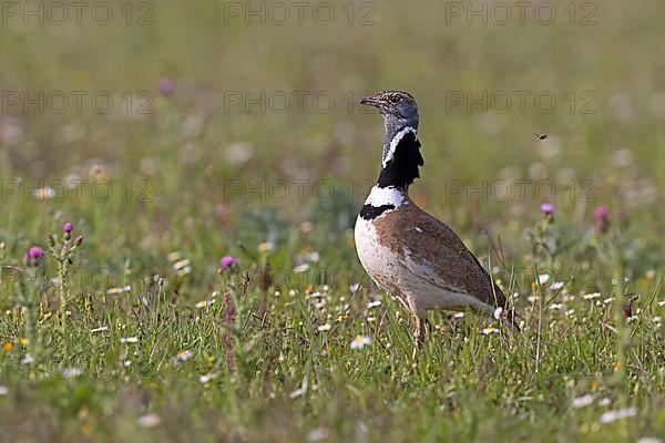 Little Bustard