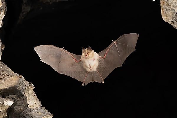 Lesser horseshoe bat