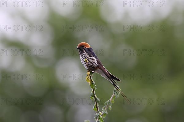 Little Striped Swallow