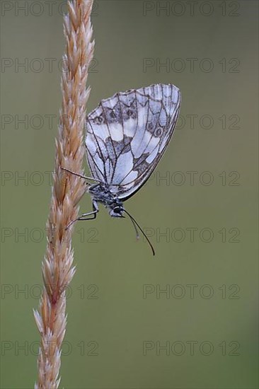 Checkered butterfly