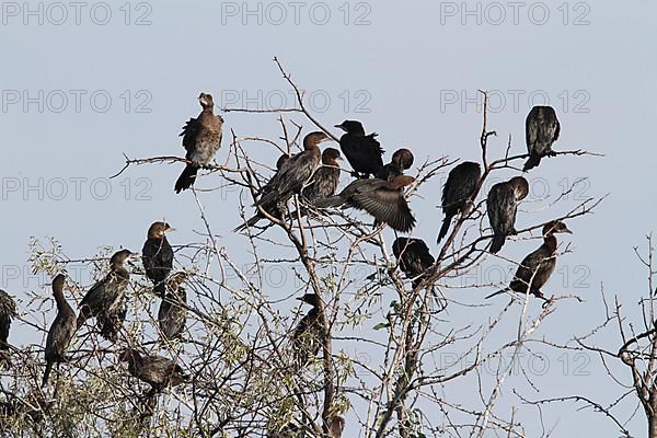 Pygmy Cormorant