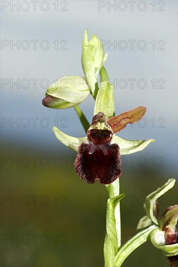 Early Spider Orchid