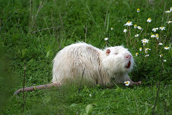 coypu