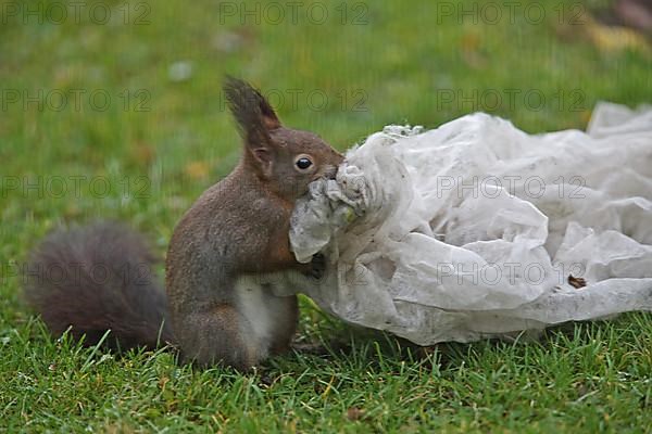 Squirrel