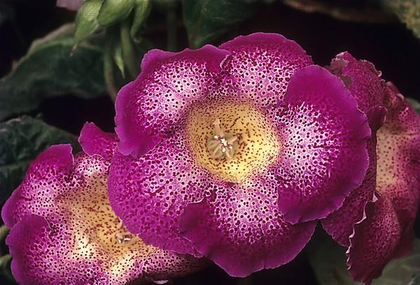 Gloxinia flower
