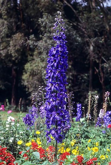 (Delphinium) flower Pacfic Giants Ice Plant in Botanical Garden at Udhagamandalam Ooty, Nilgiris,
