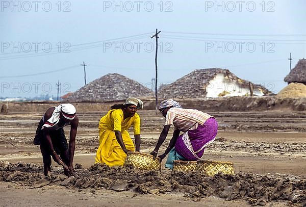 Workers in salt pan at Thoothukudi Tuticorin