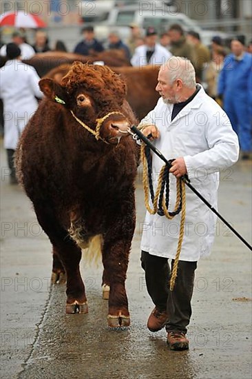 Domestic cattle