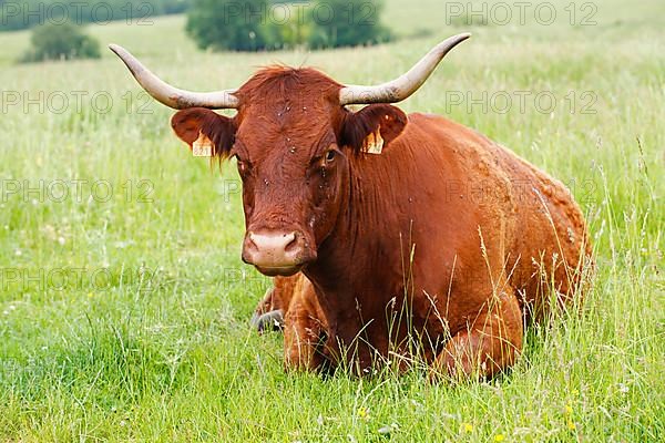 Domestic cattle
